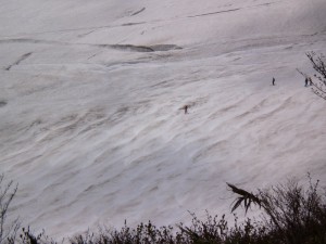 コブライン（雪ぴの下）