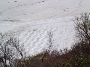 コブライン（雪ぴの下）