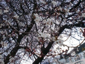 桜？
