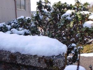 積もりました！