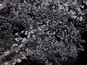 夜桜２