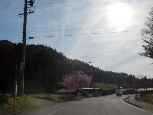 花見 花見