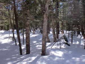 樹林 樹林