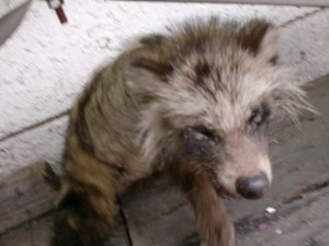 タヌキ タヌキ