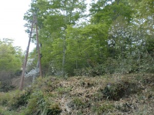月山登山道2 月山登山道2