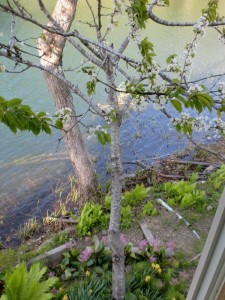 桜 桜