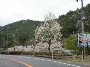 こぶし街道 こぶし街道