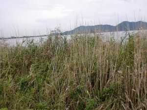 西の湖 西の湖