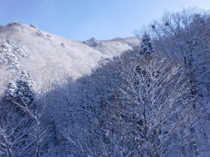 山の木々 山の木々