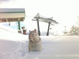 雪上のリス