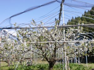 さくらんぼの花盛り さくらんぼの花盛り