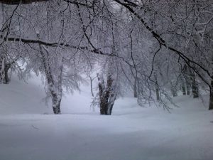 新雪♪ 新雪♪